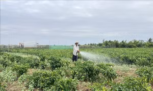 Nghề trồng rau, màu giúp cho nhiều gia đình người Khmer tại Bạc Liêu có thu nhập ổn định, phát triển kinh tế gia đình