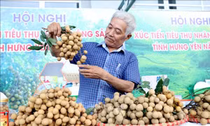 Đưa thương hiệu nhãn Hưng Yên vươn thị trường xuất khẩu