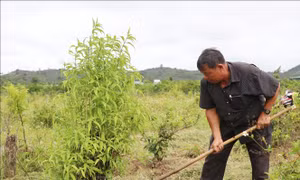 Anh nông dân truyền cảm hứng cho mọi người sản xuất nông nghiệp sạch