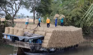 Tăng thêm nguồn thu từ bán rơm tươi và cho vịt chạy đồng