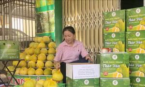 Phát triển thương hiệu, mở rộng thị trường cho bưởi Phúc Trạch