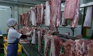 Hà Nội: Giám sát chặt các cơ sở giết mổ gia súc gia cầm