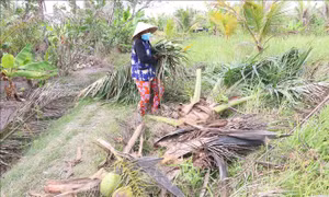 Phòng trừ sâu đầu đen hại dừa bằng các giải pháp sinh học