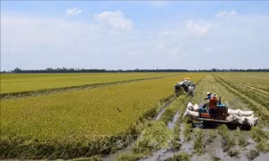 Để người dân sống chung với lũ - Bài 2: Thách thức của ngành nông nghiệp
