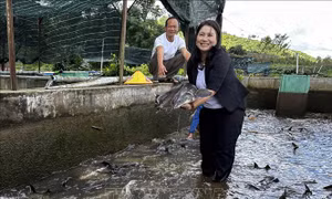 Tỷ phú trên miền đất khó Đam Rông