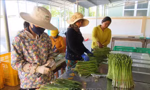 Củng cố và phát huy hiệu quả kinh tế tập thể