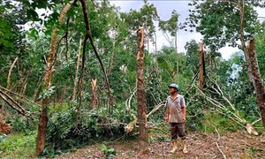 Nhiều hộ trồng cao su rơi vào cảnh trắng tay sau bão số 9