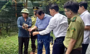 Quảng Bình: Thả 15 cá thể động vật hoang dã về môi trường tự nhiên