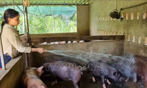 Phụ nữ dân tộc thiểu số Quảng Ngãi vượt khó, làm giàu