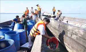 Thả gần 250.000 tôm, cá giống để bảo vệ nguồn lợi thủy sản hồ Dầu Tiếng