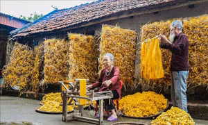 Hành trình của sợi tơ: Từ kén tằm đến đũi thành phẩm