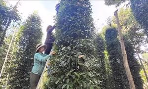 Tất bật tìm kiếm người thu hoạch vì tiêu chín sớm