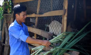 Hỗ trợ đồng bào dân tộc thiểu số phát triển sản xuất, giảm nghèo bền vững
