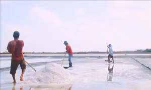 Cà Mau: Mưa trái mùa gây thiệt hại nặng cho diêm dân