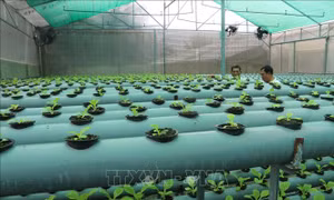 Bộ trưởng Lê Minh Hoan: Hợp tác công tư sẽ tạo đột phá trong nông nghiệp công nghệ cao