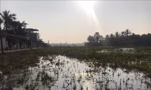 Cây trồng héo, tôm cá chết đầy mặt ruộng vì tràn khoảng 4.000 lít dầu ra môi trường 