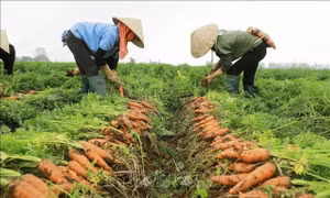 Hải Dương vào vụ thu hoạch cà rốt