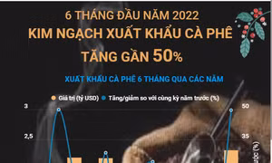 6 tháng năm 2022, kim ngạch xuất khẩu cà phê tăng gần 50%