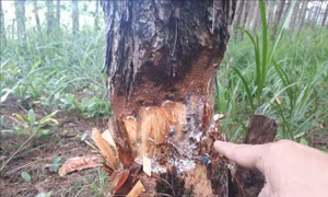 Rừng Bình Phước vẫn 'chảy máu'