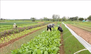 Kết nối tiêu thụ rau vụ Đông các tỉnh Đồng bằng sông Hồng