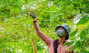 Nghị quyết 57-NQ/TW: Đòn bẩy thương mại điện tử đánh thức tiềm năng kinh tế vùng biên, miền núi