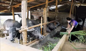 Hỗ trợ phụ nữ vùng dân tộc thiểu số phát triển kinh tế