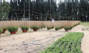 Hoa Tết 'vượt bão' - Bài 1: Đối diện nhiều thách thức