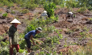 Quản lý đất nông, lâm trường - Bài 2: Những hạn chế trong sắp xếp, đổi mới, phát triển các công ty nông, lâm trường