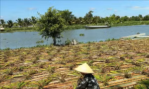 Nền tảng thích ứng với biến đổi khí hậu - Bài cuối: Khi thích ứng trở thành chủ động