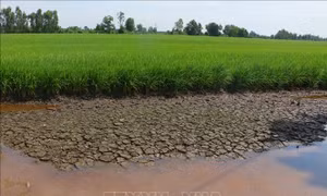 Nền tảng thích ứng với biến đổi khí hậu - Bài 1: Mở rộng sinh kế
