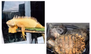 Nguy cơ từ tự phát buôn bán, gây nuôi các loài động vật ngoại lai