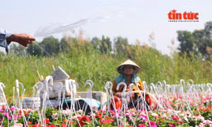 Cận Tết, nhà vườn Thới An thấp thỏm chờ hoa nở đúng vụ