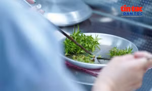 Hợp tác xã chủ động nguồn giống dứa MD2 bằng công nghệ nuôi cấy mô