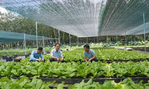 Linh hoạt chuyển đổi mô hình sản xuất nông nghiệp
