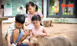 Gặp gỡ Capybara, sóc Bắc Mỹ tại ‘vườn thú thân thiện’ giữa trung tâm TP Hồ Chí Minh