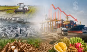 Nông sản Việt 2026 - Bài 2: Từ nỗi lo vùng nguyên liệu đến ‘vòng xoáy’ chi phí