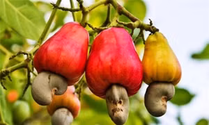 Ngành điều Việt Nam hướng tới giữ vững đà tăng trưởng sau năm kỷ lục