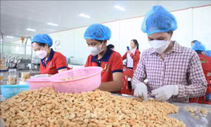 Hội Điều Bình Phước 'cầu cứu' về tình trạng giả mạo hạt điều Bình Phước
