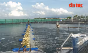 Gỡ điểm nghẽn chuỗi giá trị để thúc đẩy ngành thủy sản phát triển bền vững