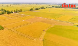 Phát triển nông nghiệp bền vững với đề án 1 triệu ha lúa chất lượng cao