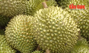 Chuối, dứa, dừa, chanh dây 'vươn mình' thành nông sản tỷ đô