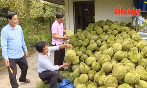 Thêm gần 1.000 mã số vùng trồng và cơ sở đóng gói sầu riêng Việt Nam được Trung Quốc phê duyệt