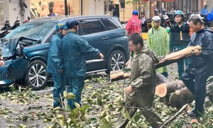TP Hồ Chí Minh: Cây đổ hàng loạt tại do mưa lớn kèm gió giật mạnh