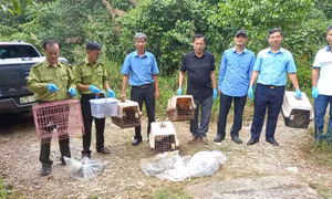 Thả nhiều loài động vật hoang dã quý hiếm về tự nhiên