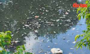 TP Hồ Chí Minh: Cá chết nổi trắng mặt nước kênh Nhiêu Lộc - Thị Nghè