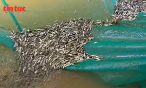 Rộn ràng mùa cá linh non tại vùng biên giới An Giang
