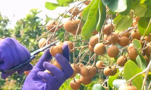 Nhà vườn Cần Thơ phấn khởi vì thanh nhãn đầu mùa giá cao kỷ lục