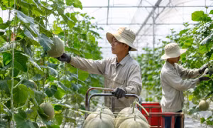 Nâng chất nông sản để chinh phục thị trường khó tính