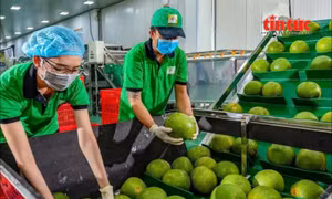 Xuất khẩu chính ngạch bưởi, chanh sang Trung Quốc theo Nghị định thư mới