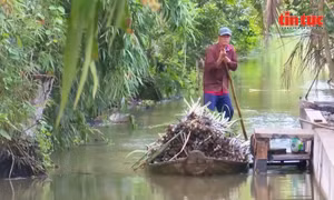 Nông dân Cần Thơ lãi cao gấp 3 lần nhờ trồng mía bán ép nước giải khát